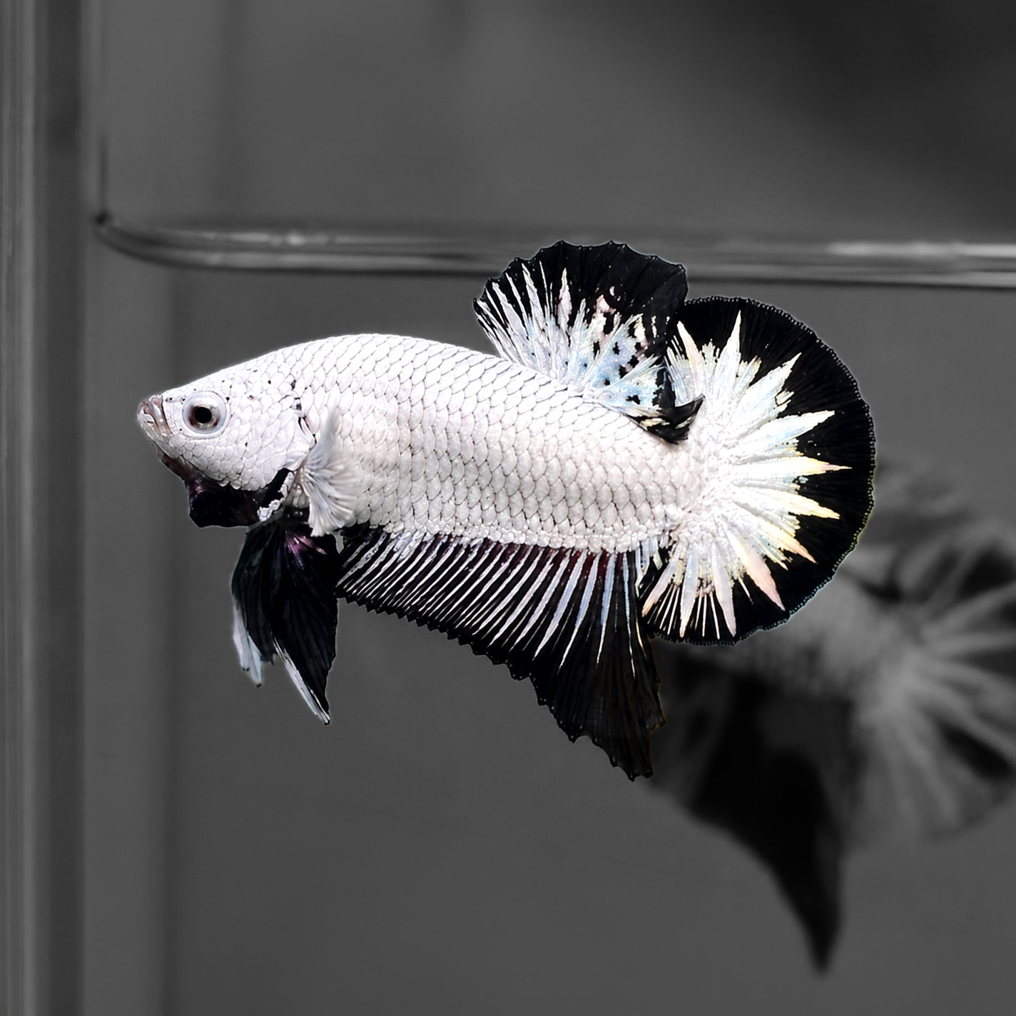 Black Snow Dragon Plakat Male Betta Fish