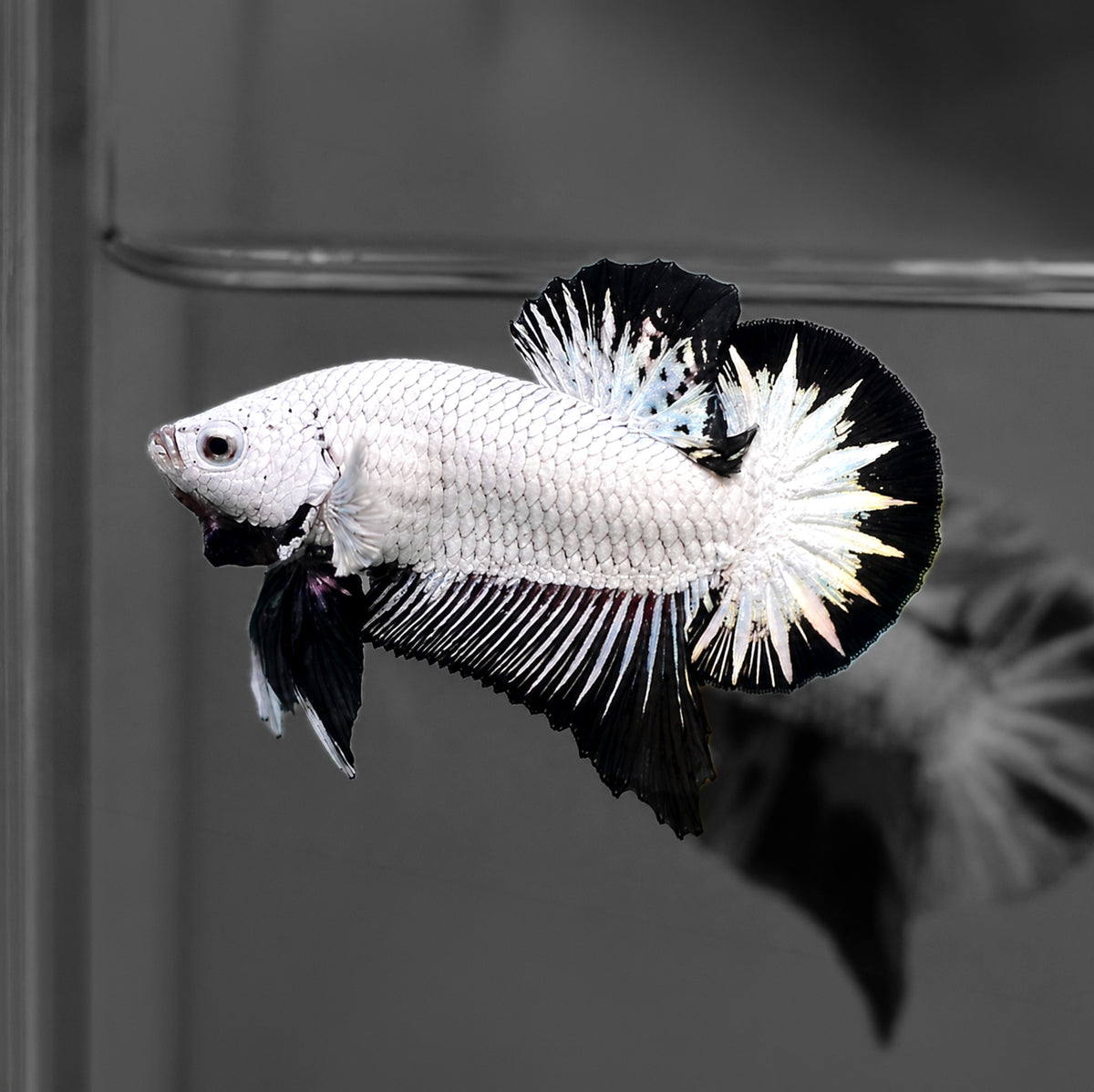 Black Snow Dragon Plakat Male Betta Fish