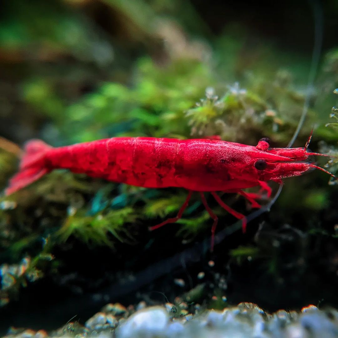 Bloody Mary Neocaridina Shrimp