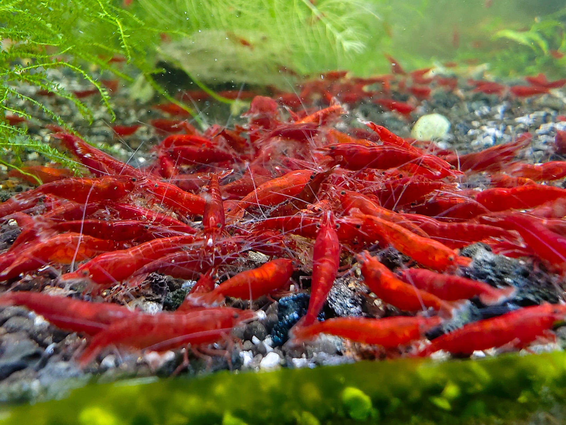 Bloody Mary Neocaridina Shrimp