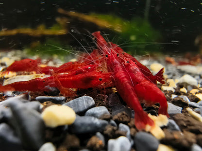 Bloody Mary Neocaridina Shrimp