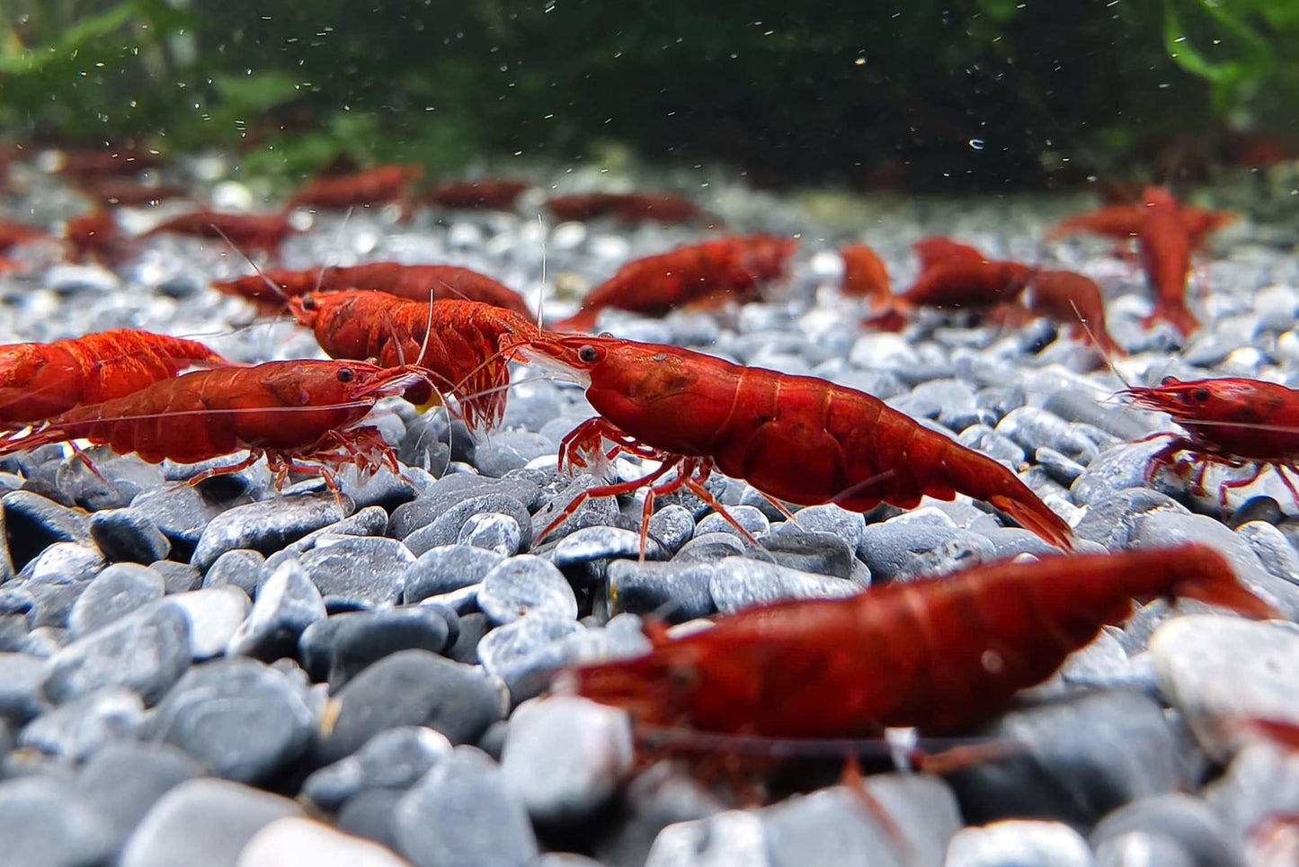 Bloody Mary Neocaridina Shrimp