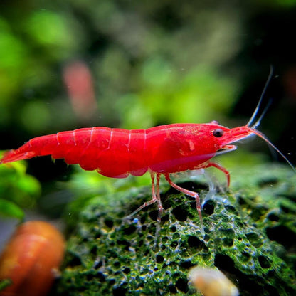 Bloody Mary Neocaridina Shrimp