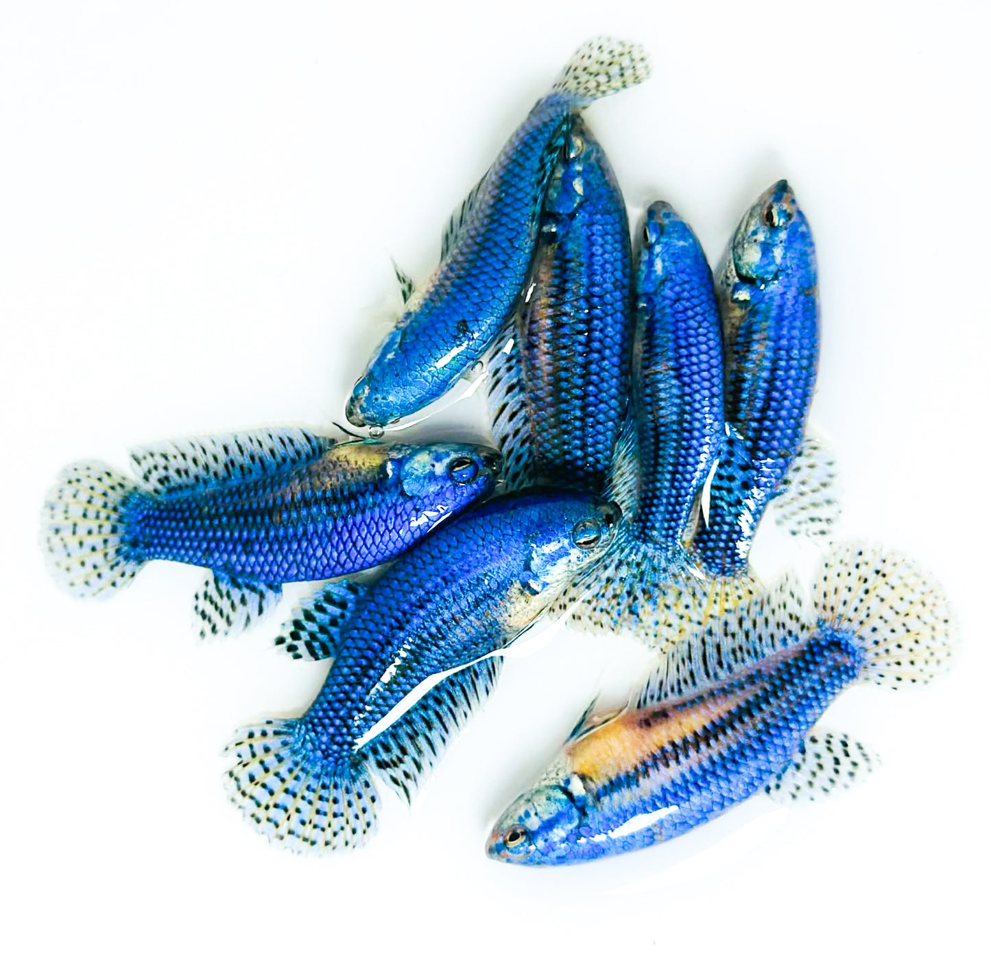 Blue Alien Female Betta Fish