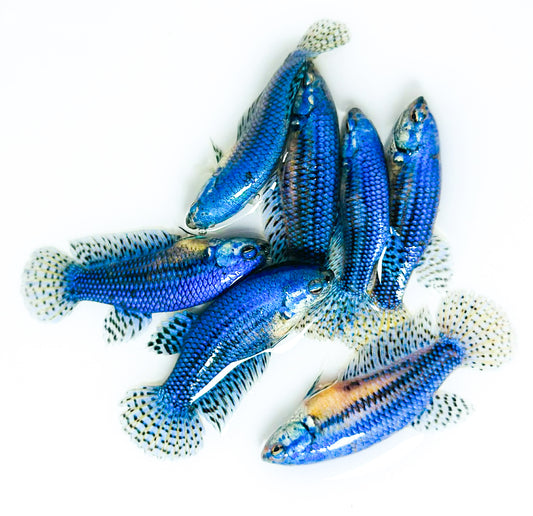 Blue Alien Female Betta Fish