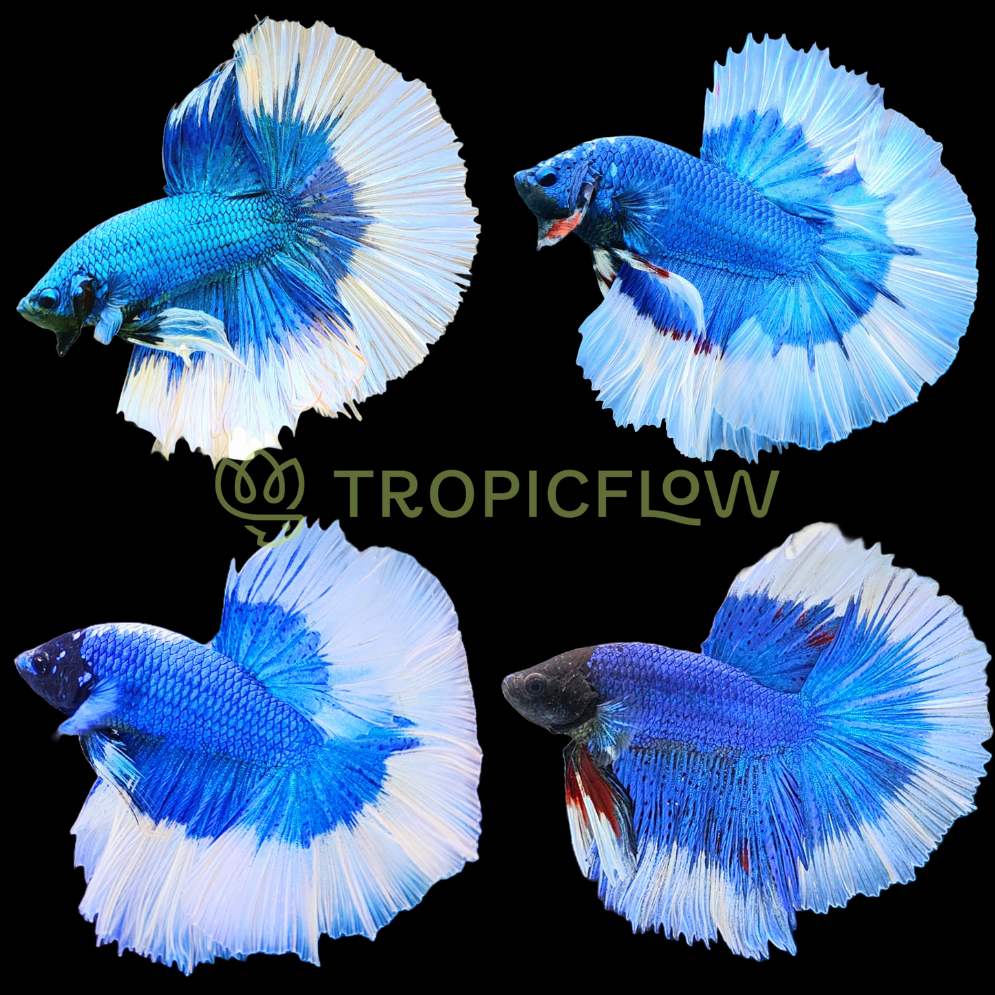 Blue Butterfly Halfmoon Male Betta Fish