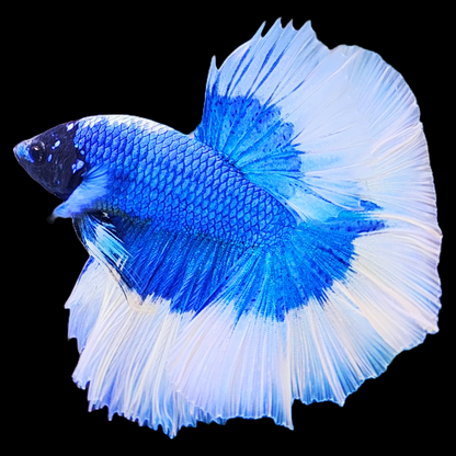 Blue Butterfly Halfmoon Male Betta Fish