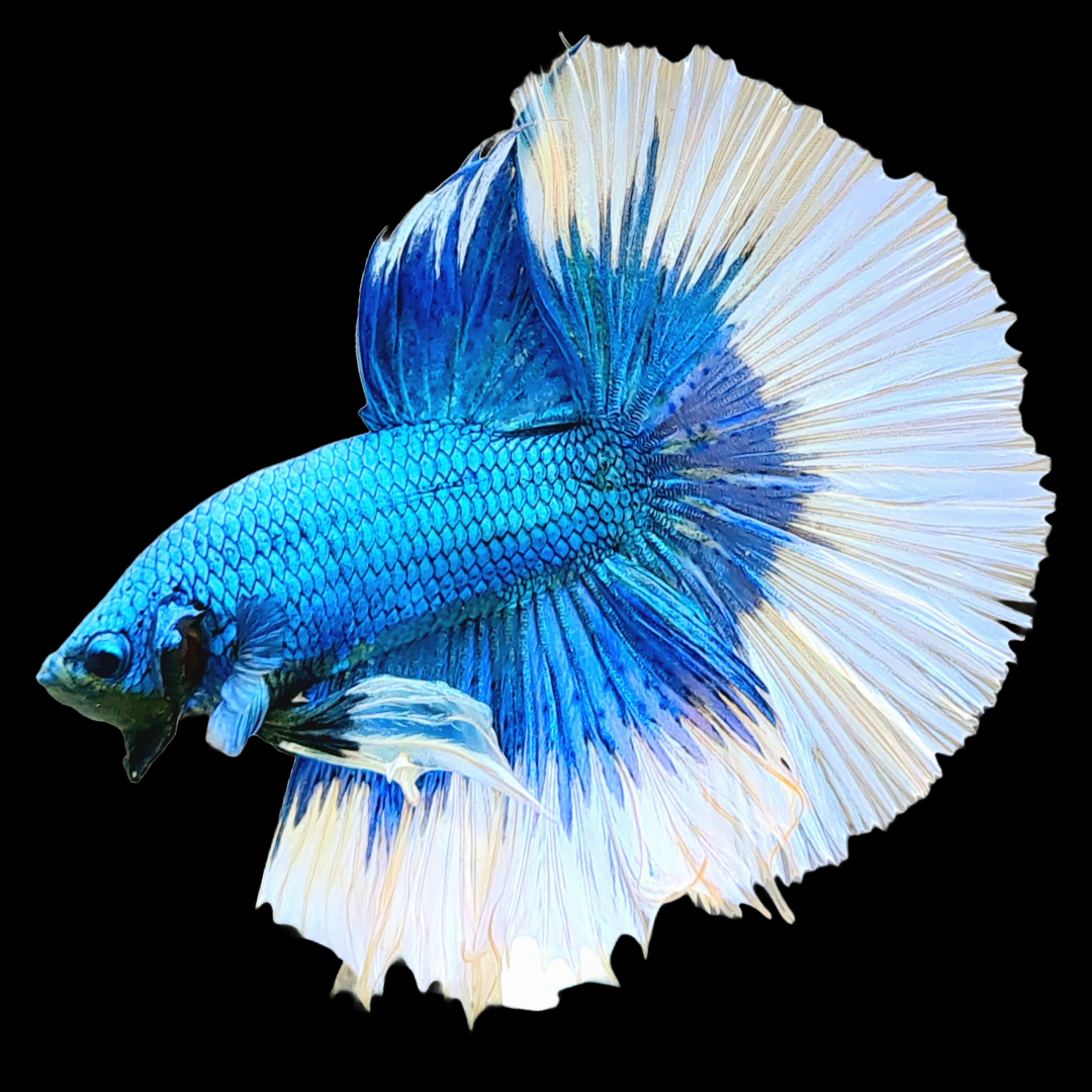 Blue Butterfly Halfmoon Male Betta Fish