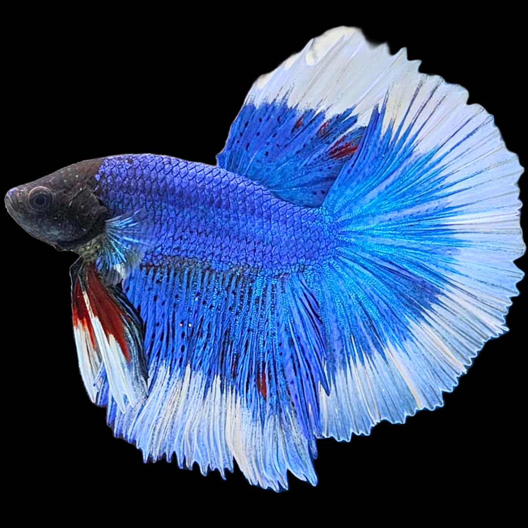 Blue Butterfly Halfmoon Male Betta Fish