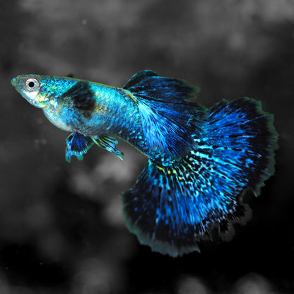 Blue Dragon Guppy Fish