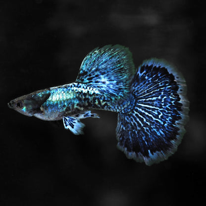 Blue Dragon Guppy Fish