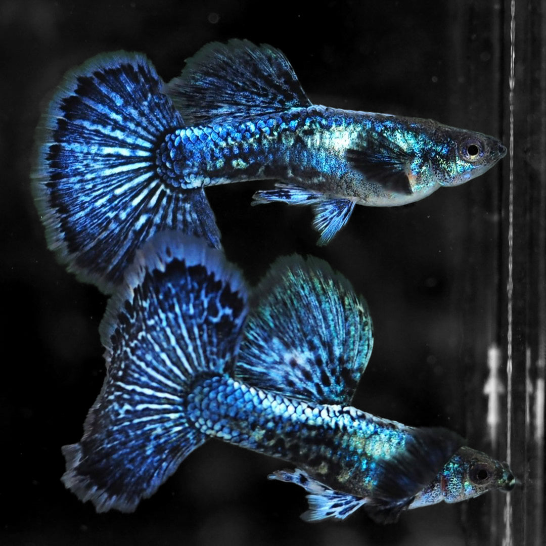 Blue Dragon Guppy Fish