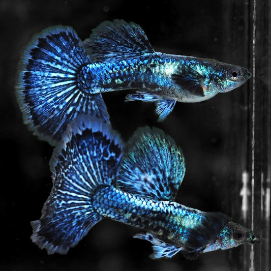 Blue Dragon Guppy Fish