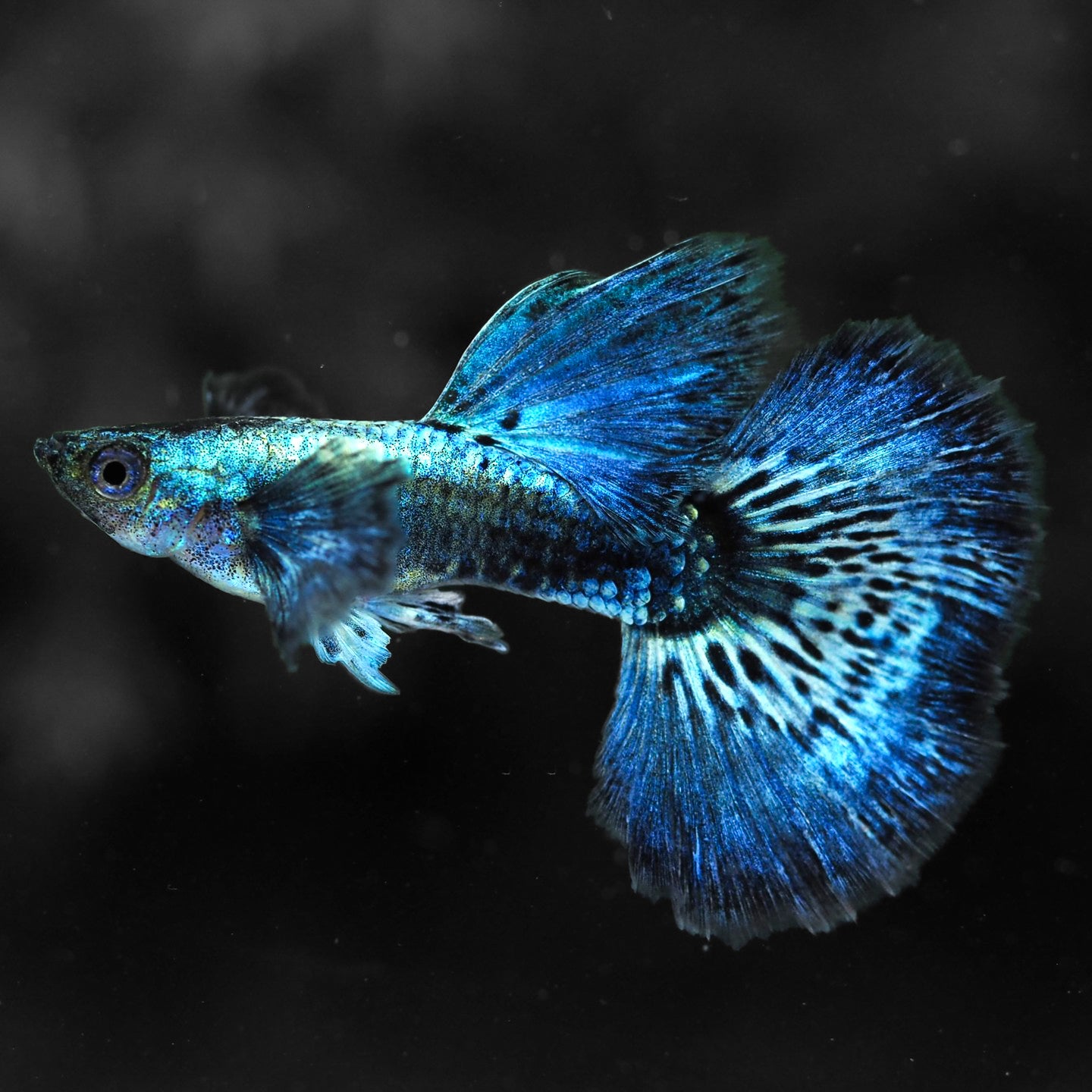 Blue Dragon Guppy Fish