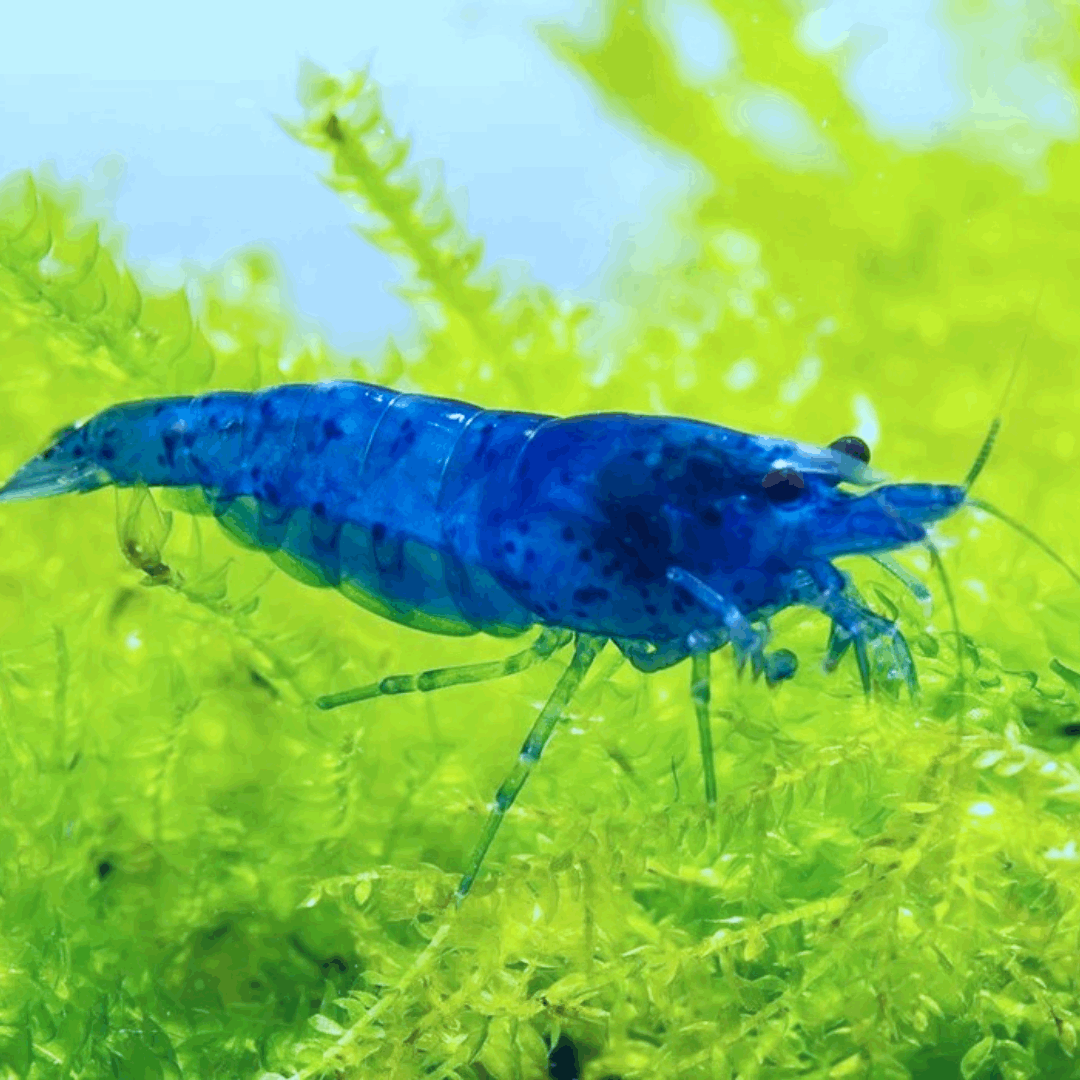 Blue Dream Neocaridina Shrimp