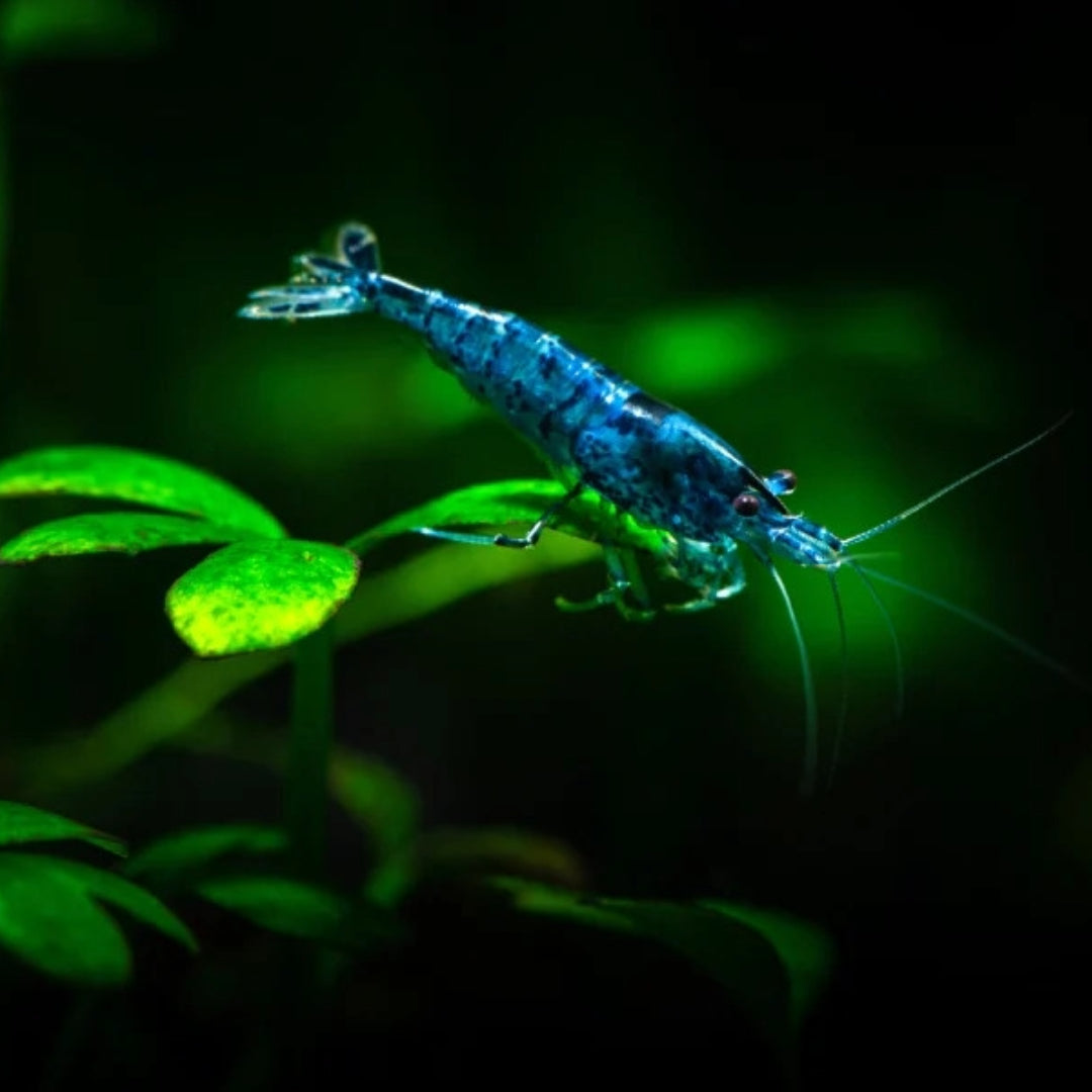 Blue Dream Neocaridina Shrimp