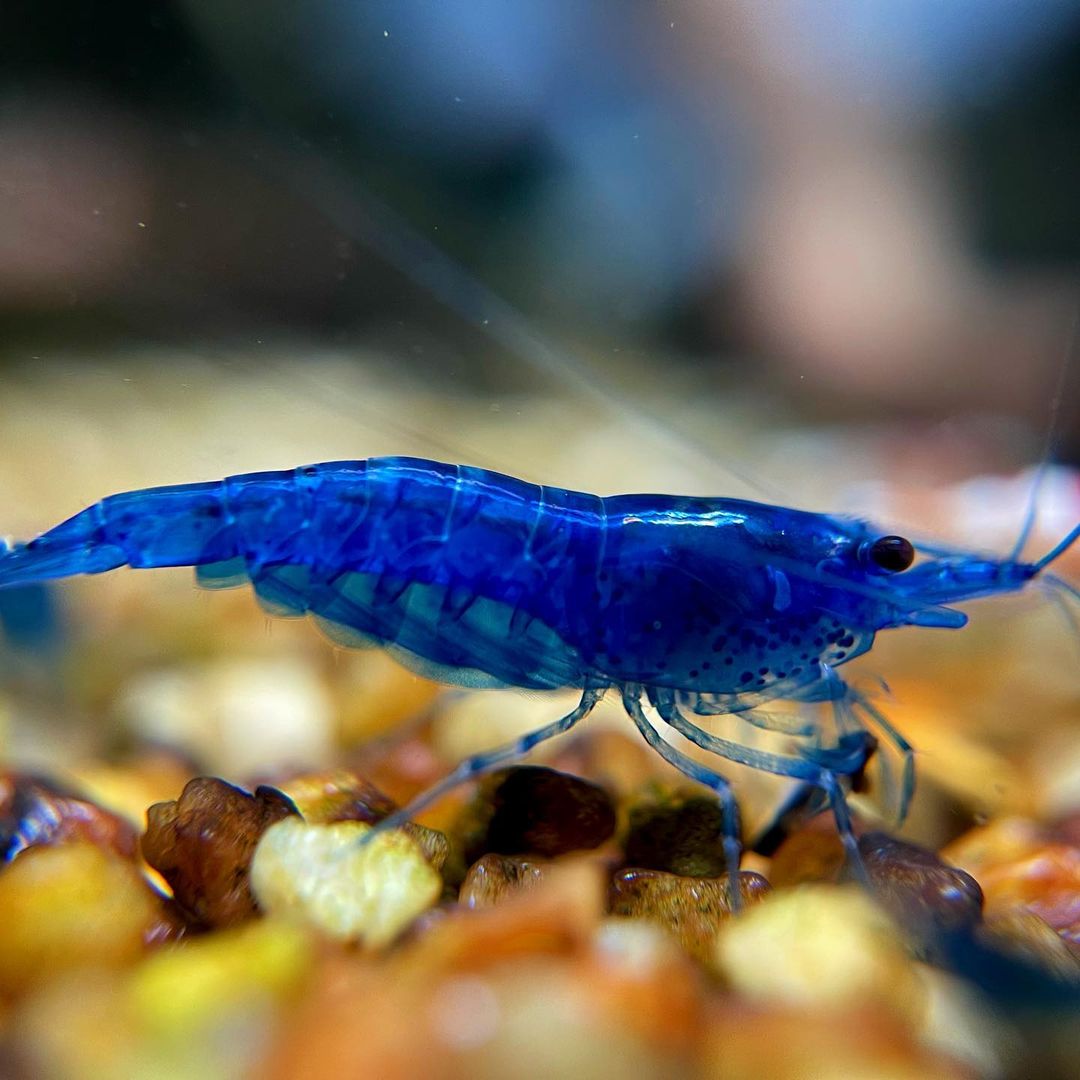 Blue Dream Neocaridina Shrimp