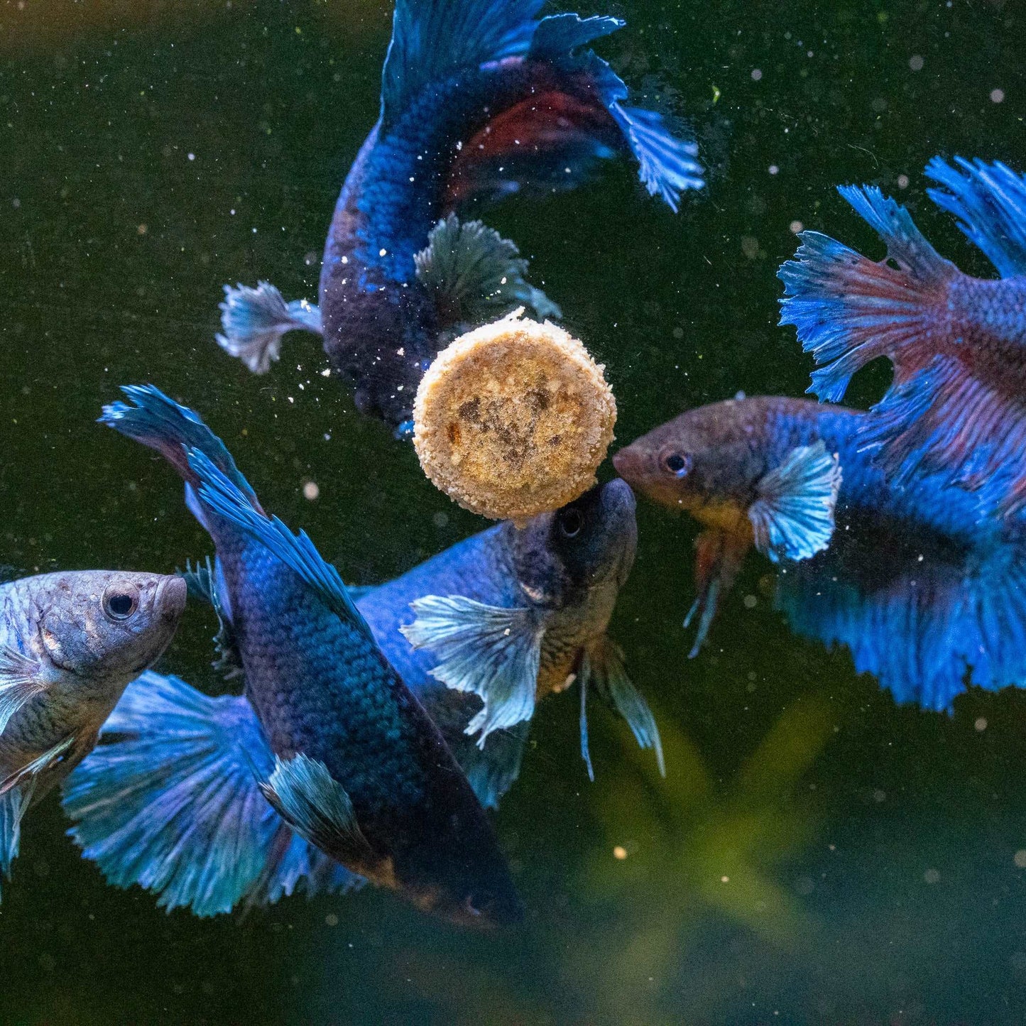 Dumbo Blue Female Betta Fish