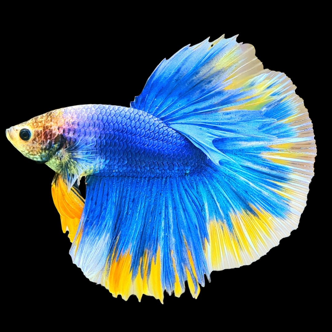 Blue Gas Grizzle Halfmoon Male Betta Fish