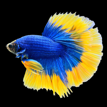 Blue Gas Grizzle Halfmoon Male Betta Fish