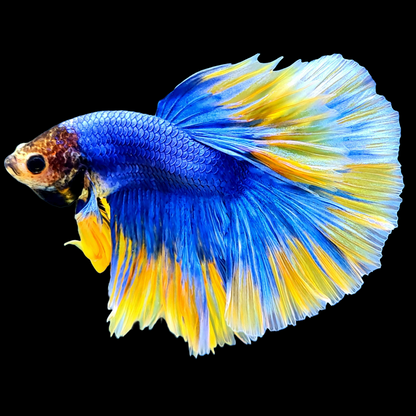 Blue Gas Grizzle Halfmoon Male Betta Fish