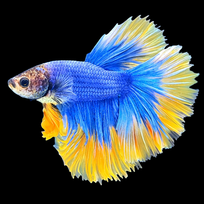 Blue Gas Grizzle Halfmoon Male Betta Fish