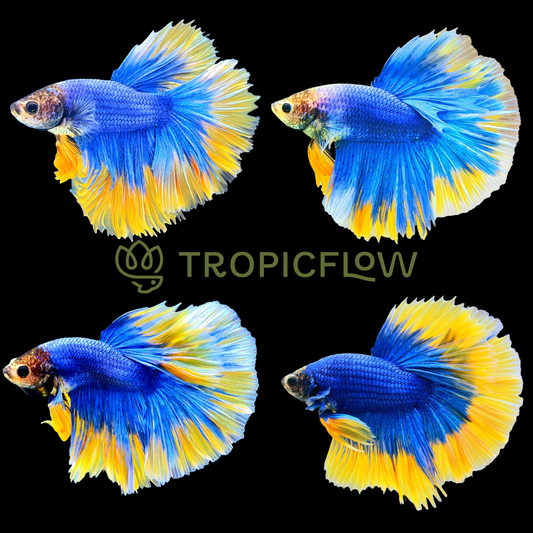 Blue Gas Grizzle Halfmoon Male Betta Fish