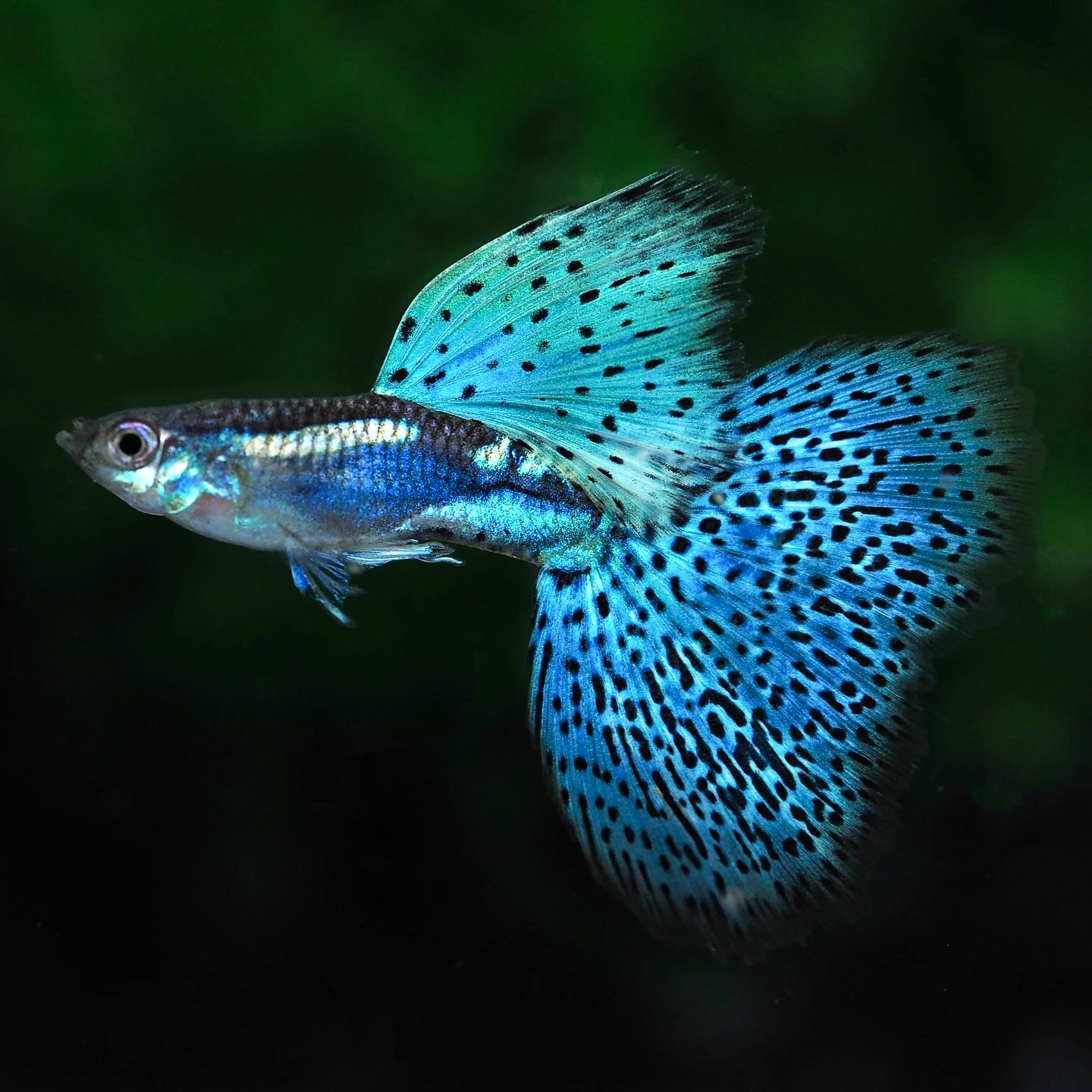 Blue Grass Fancy Guppy Fish