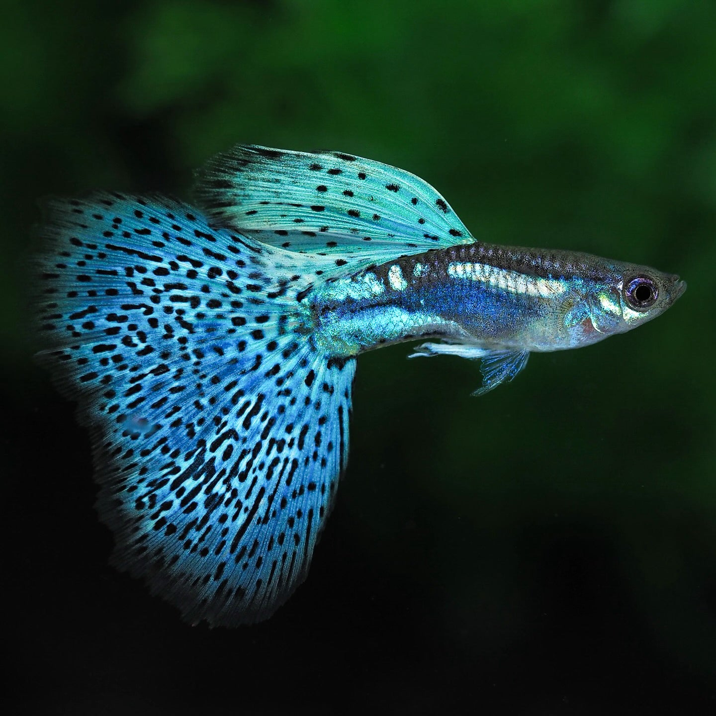 Blue Grass Fancy Guppy Fish