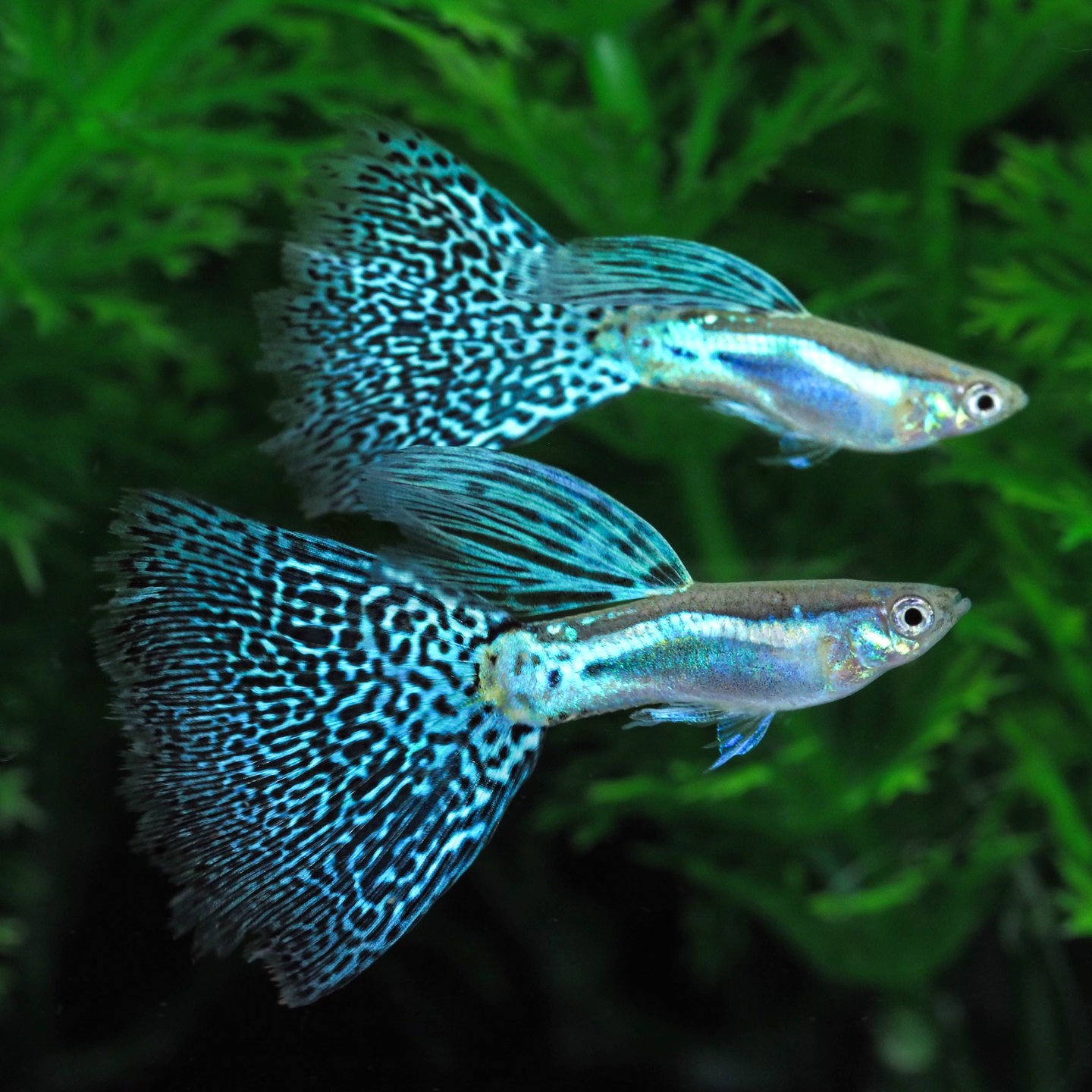 Blue Grass Fancy Guppy Fish