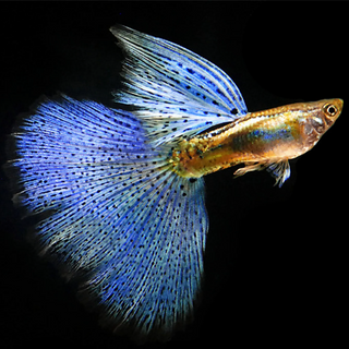 Blue Grass Fancy Guppy Fish