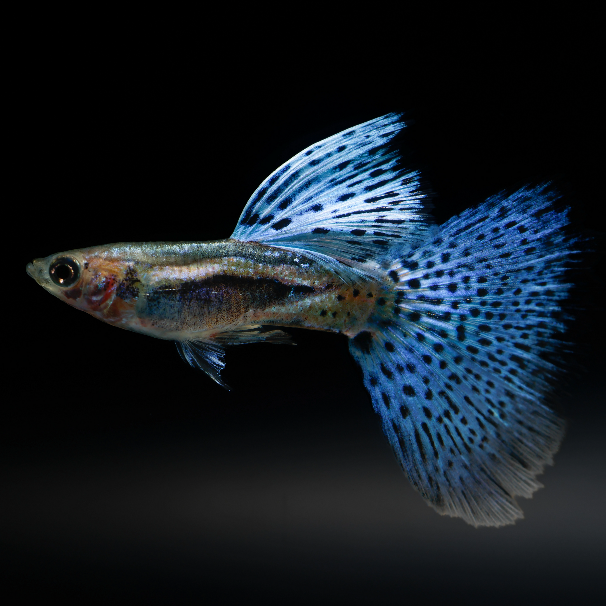 Blue Grass Guppy Fish