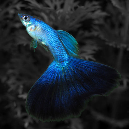 Blue Japan Guppy Fish