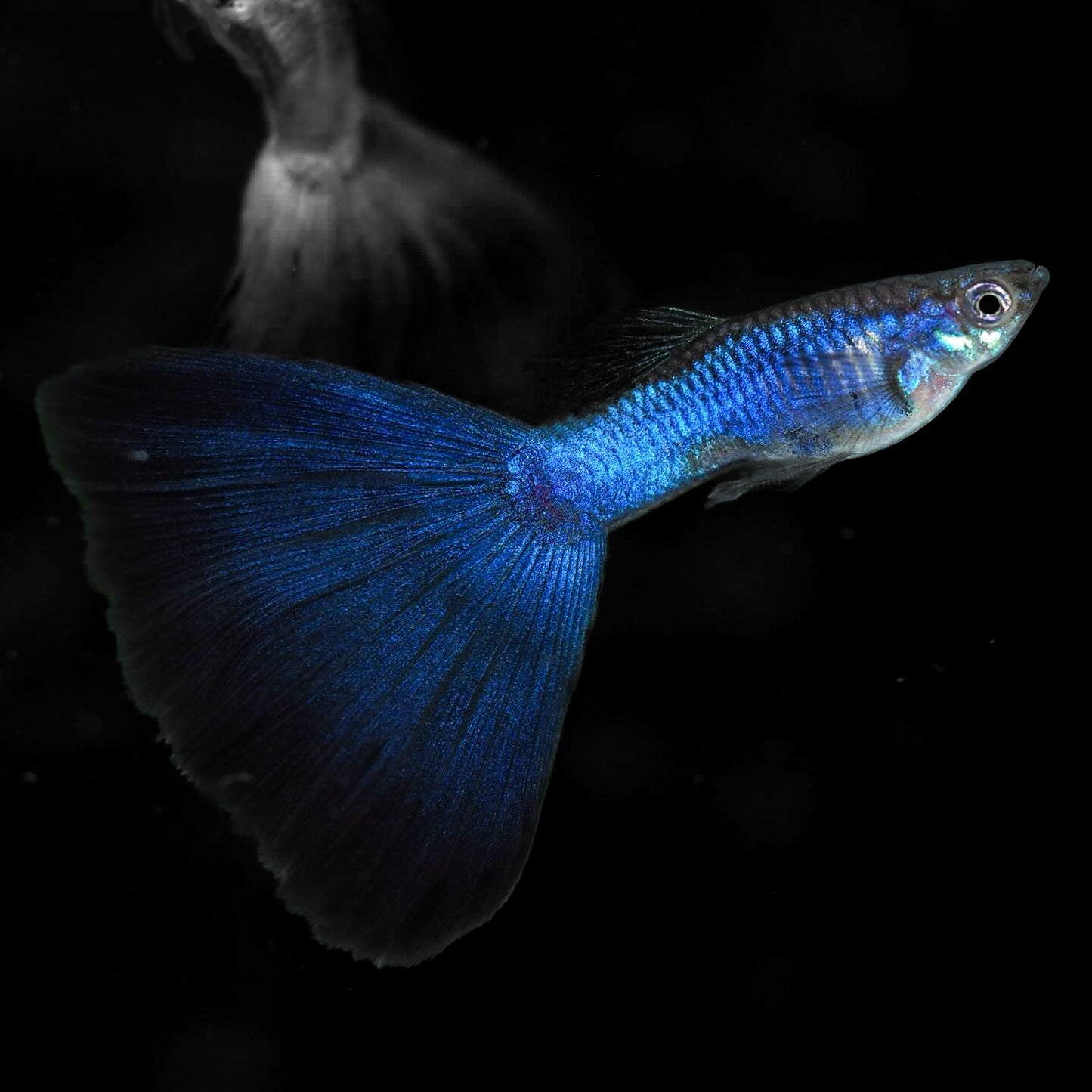 Blue Japan Guppy Fish