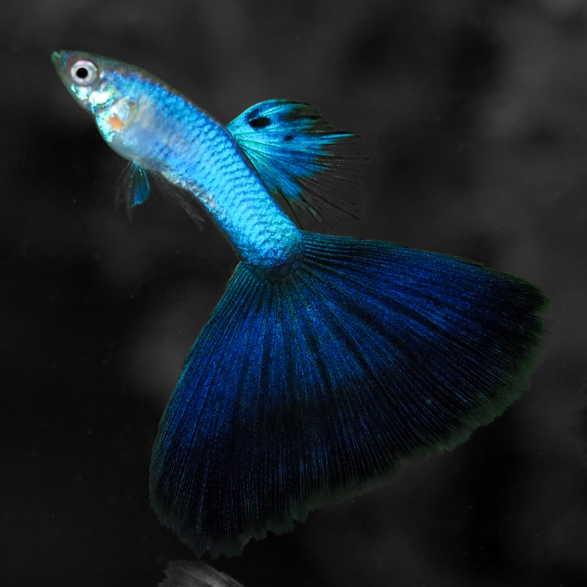 Blue Japan Guppy Fish
