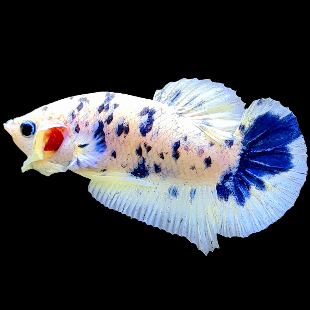 Blue Marble Dot Plakat Male Betta Fish | Mystery Betta