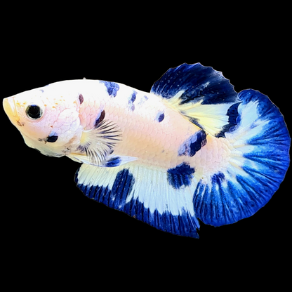 Blue Marble Dot Plakat Male Betta Fish | Mystery Betta