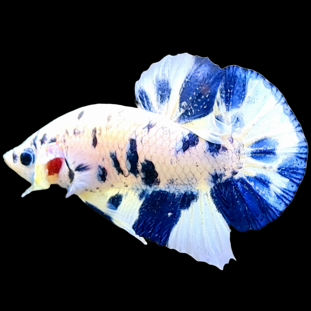 Blue Marble Dot Plakat Male Betta Fish | Mystery Betta