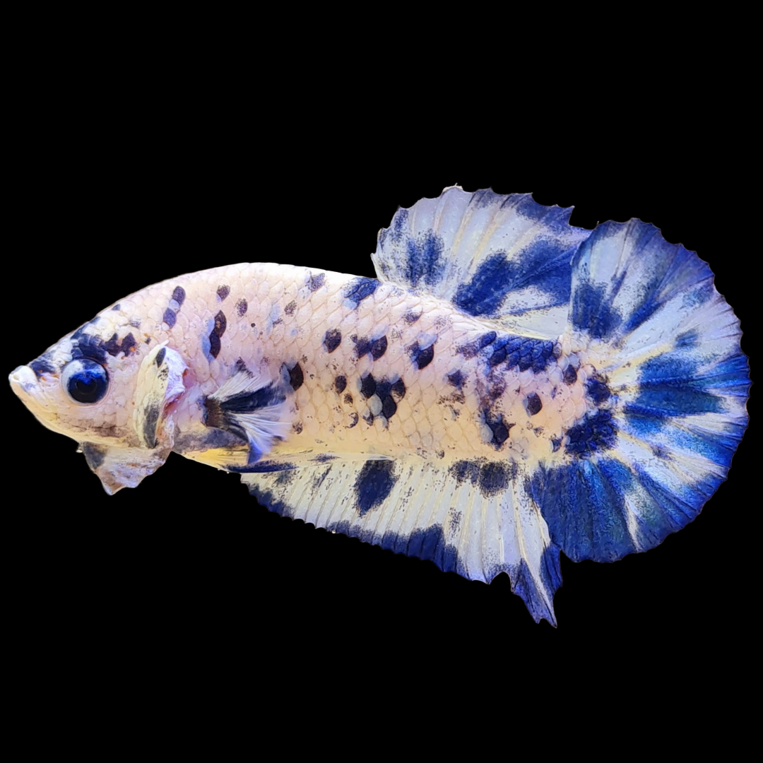 Blue Marble Dot Plakat Male Betta Fish | Mystery Betta