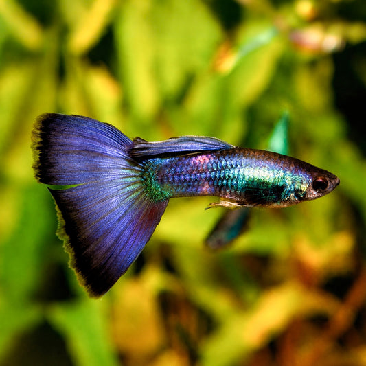 Blue Moscow Guppy Fish