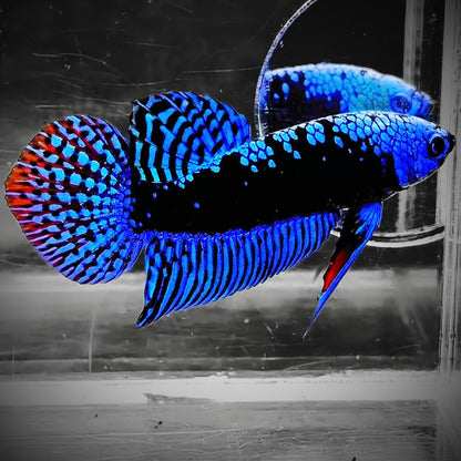 Blue Samurai Alien Wild Male Betta Fish