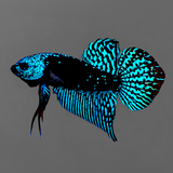 Blue Samurai Alien Wild Male Betta Fish | Grower Pick