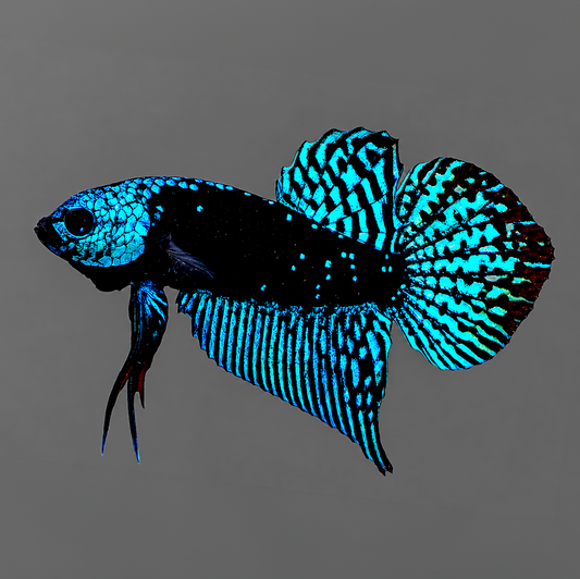 Blue Samurai Alien Wild Male Betta Fish