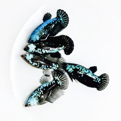 Blue Samurai Plakat Female Betta Fish | Metallic Blue