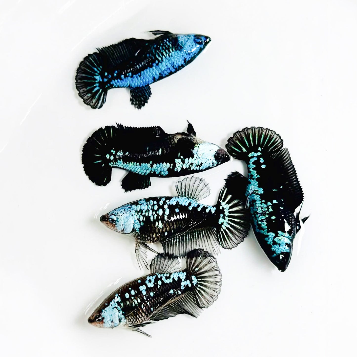 Blue Samurai Plakat Female Betta Fish | Metallic Blue