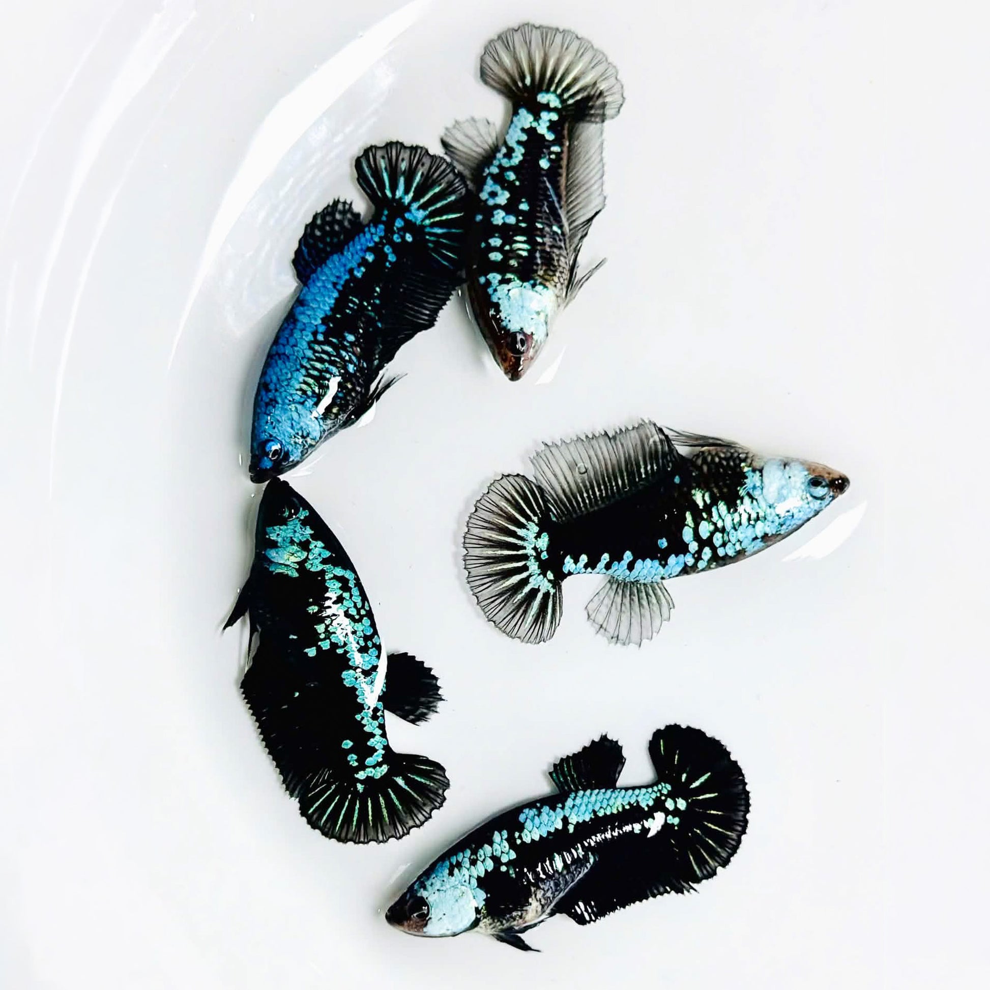 Blue Samurai Plakat Female Betta Fish | Metallic Blue