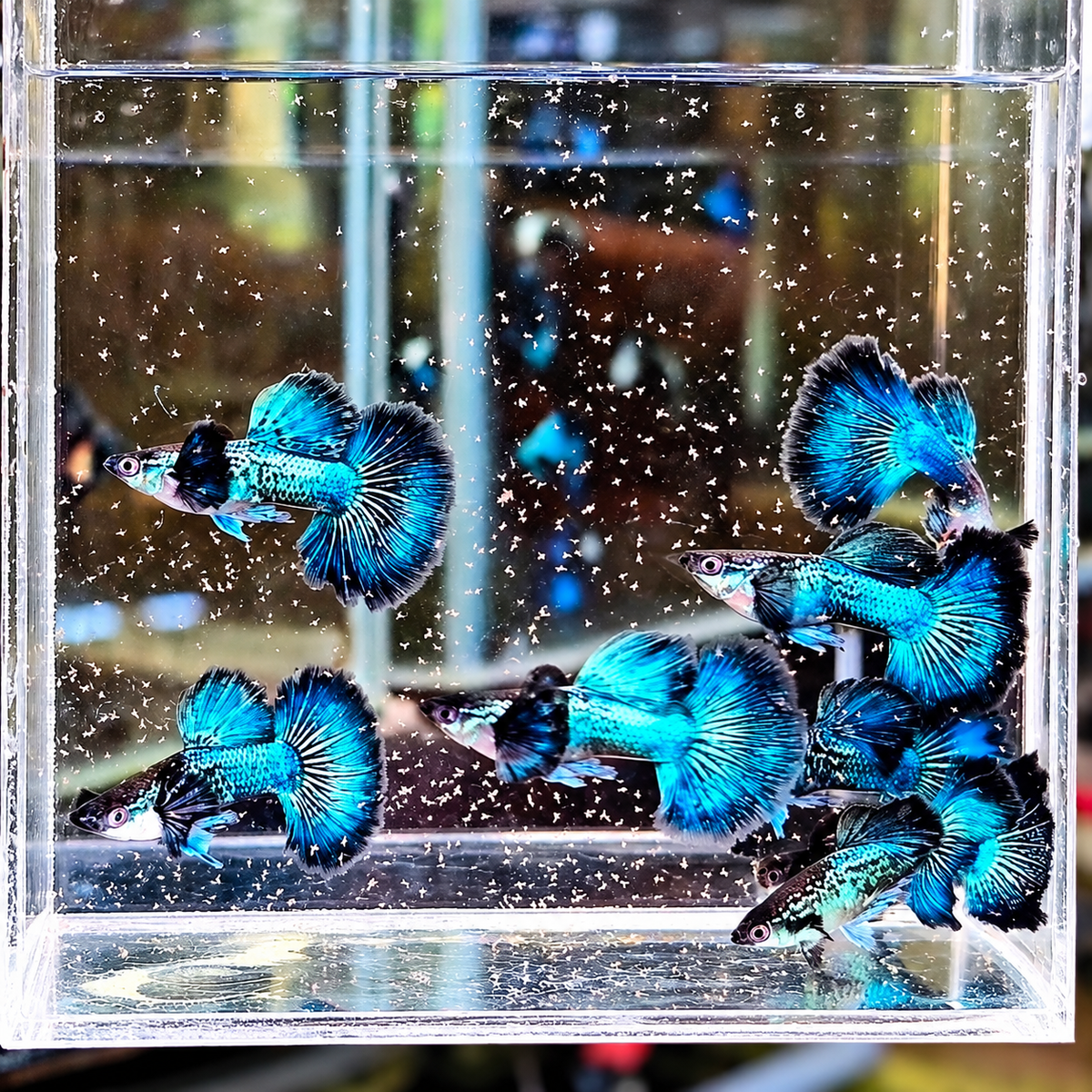 Blue Sapphire Dragon Guppy Fish