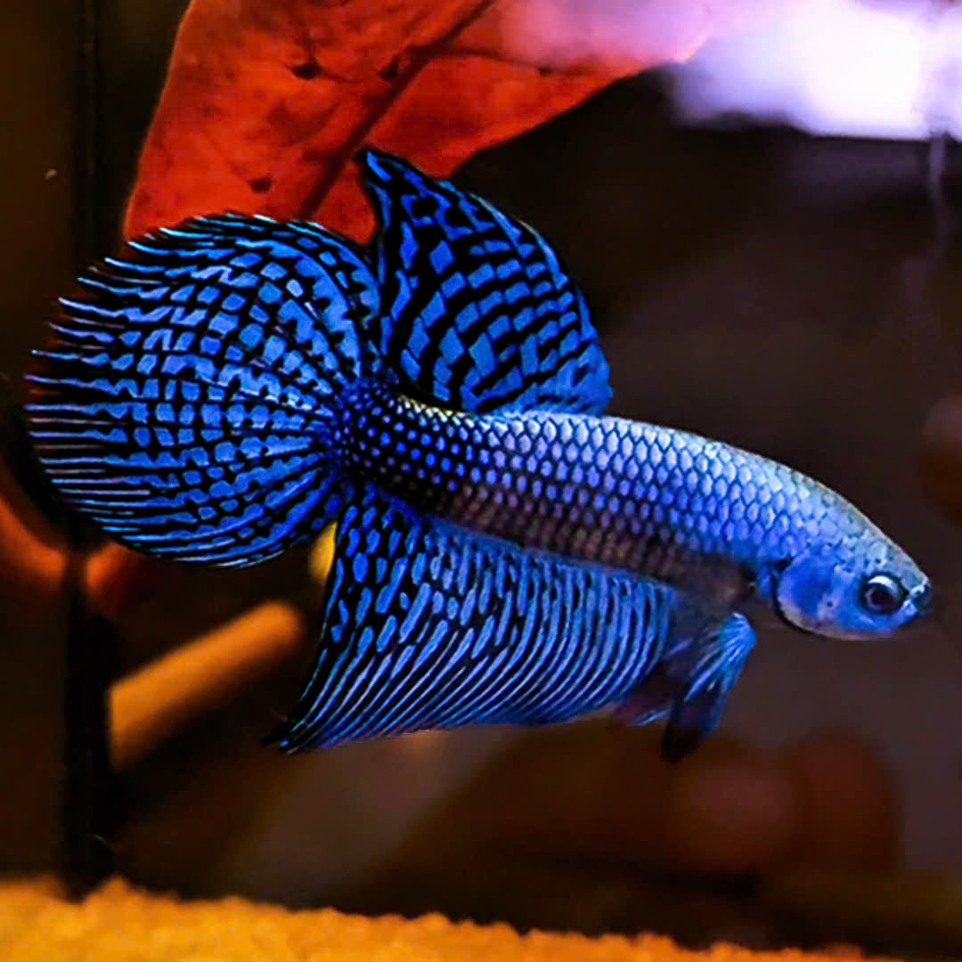 Blue Spade Tail Wild Betta Splendens Male