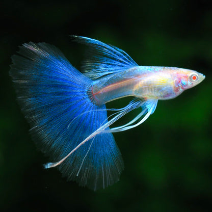 Blue Topaz Fin C Guppy Fish