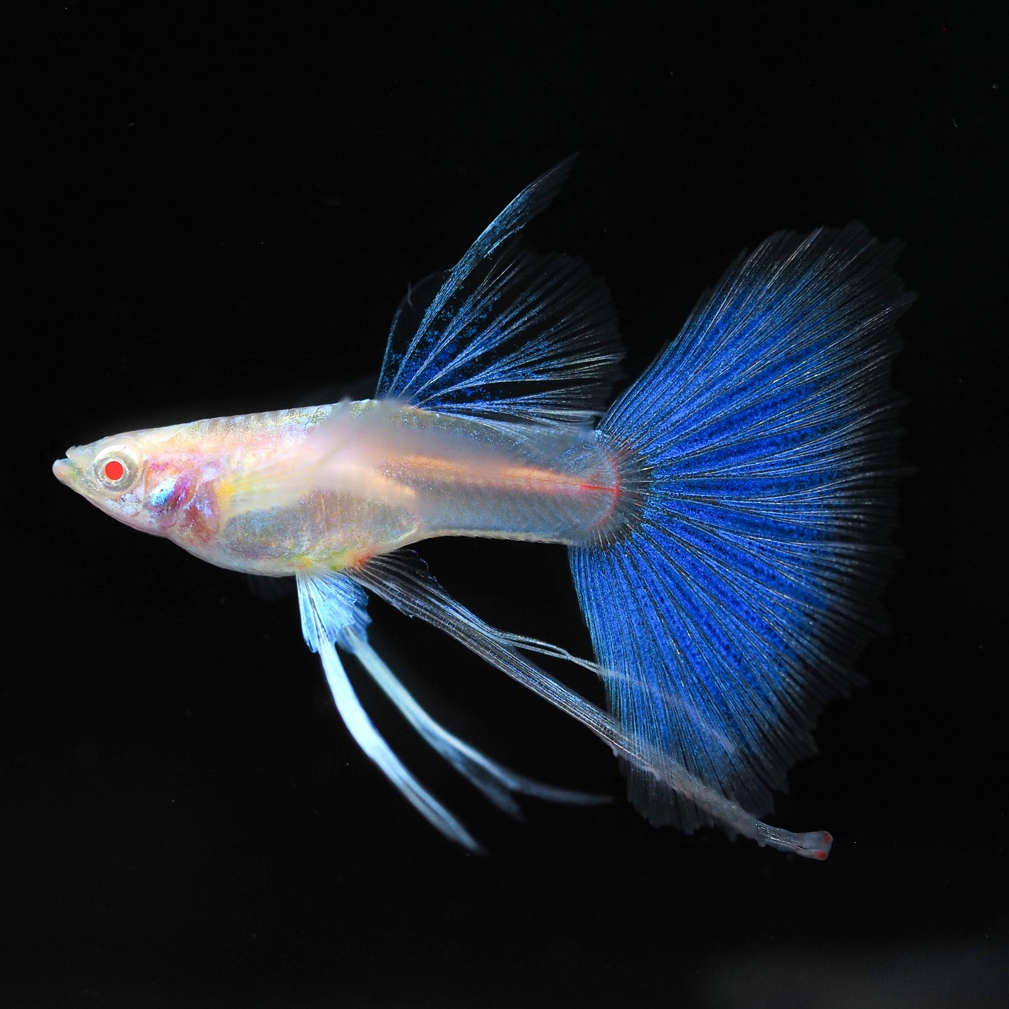 Blue Topaz Fin C Guppy Fish